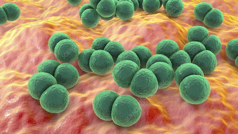 streptococcus pneumoniae colony morphology